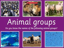 Animal groups – image slideshow