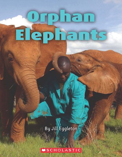 Orphan Elephants x 6