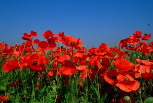Field of poppies Field of poppies