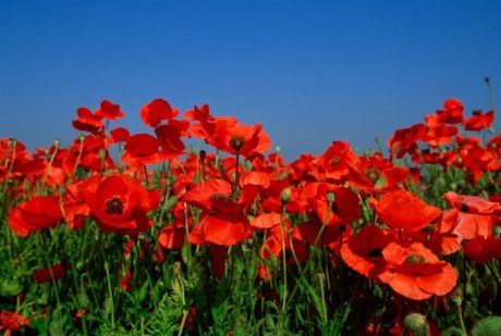 Remembrance Day – Primary KS1 & KS2 teaching resource - Scholastic