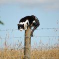 Cat on post (cropped)