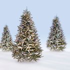 Christmas trees Christmas trees
