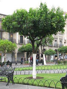 Árbol urbano