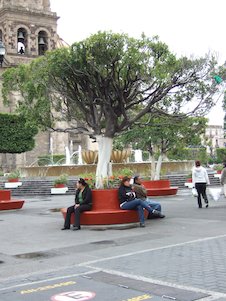 Árbol de plaza