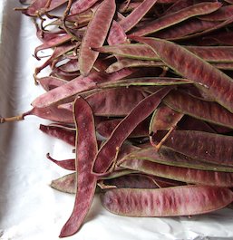 market37veg-ebree_mgm_es.jpg