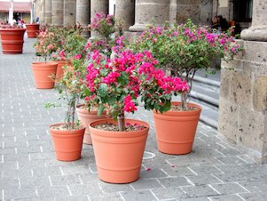 pottedplants-ebree_mgm_es.jpg