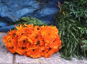 market72herbs&flowers-ebree_mgm_es.jpg