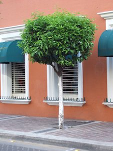 Árbol urbano