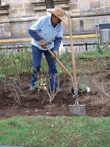 Jardinero