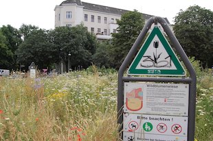 (die) Blumenwiese, (das) Schild