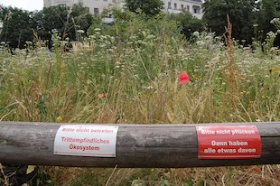 (die) Blumenwiese, (das) Ökosystem, (das) Schild