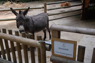 Esel im Gehege, (das) Schild