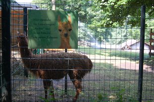 Lama im Gehege, (das) Schild