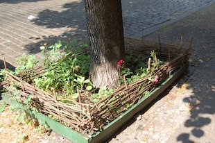 (der) Baum, (das) Straßenpflaster