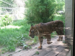 Tigre en el zoológico