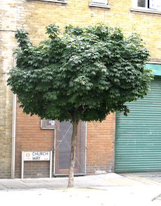 Árbol