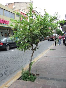 Árbol urbano
