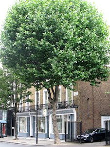 Árbol urbano