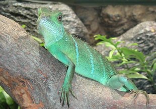 Lagarto verde