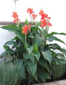 Planta