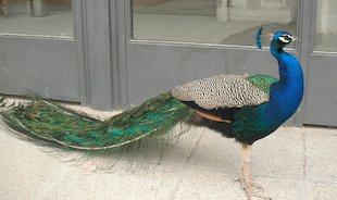 Pavo real