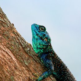 Lagarto azul