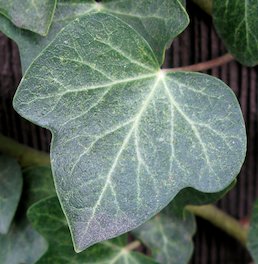 Hoja