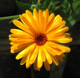Flor amarilla