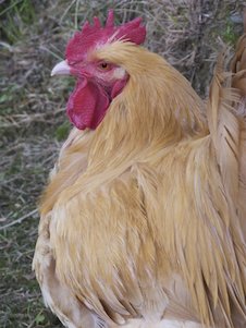 Gallina marrón