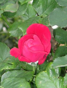 Rosa roja