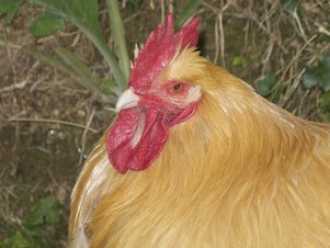 Gallina marrón