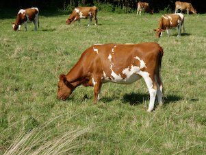 Vacas en el campo