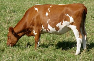 Vaca marrón y blanca en el campo