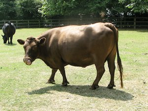 Vaca marrón en el campo