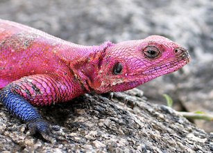 Lagarto rosa