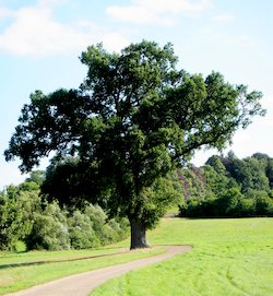 (der) Baum, Park