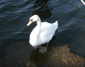 (der) Schwan im Park