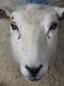 Schaf von vorne