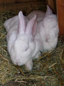 (das) Kaninchen 2