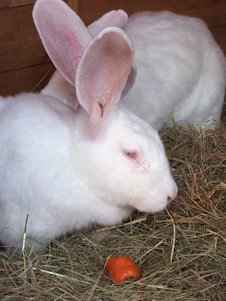(das) Kaninchen
