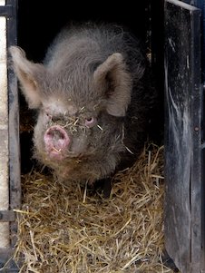 (das) Schwein auf dem Land