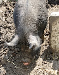 (das) Schwein auf dem Land