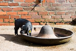 (das) Ferkel, (das) Schwein