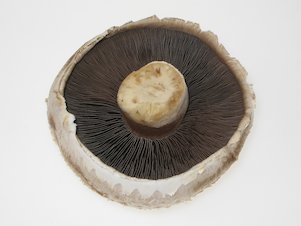 (der) Champignon