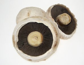 drei Champignons