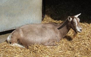 (die) Ziege im Stroh sitzend