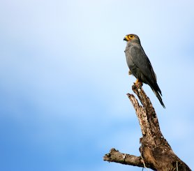 Vogel auf einem Ast