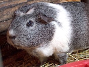 (das) Meerschweinchen