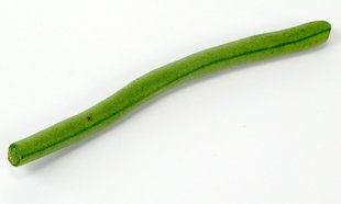 (die) Bohne, grün