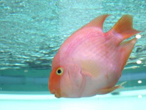 rosa Fisch im Aquarium